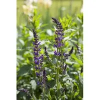 Salvia Nemorosa Mainacht Steppen-Salbei 2-3 Liter Container