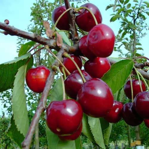 Säulensauerkirsche Jachim ® Kirsche Säulenobst Terrassenobst Balkonobst 80-100 cm 7.5 L Topf Colt