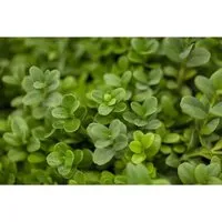 Pflanzen für Dich Gehölze Buxus semp. Herrenhausen, 1 St. - Bäume, Sträucher & Hecken, kompakter Kugel-Buchsbaum ideal für halbschattige, windgeschützte Standorte und pflegeleicht in der Bewässerung.