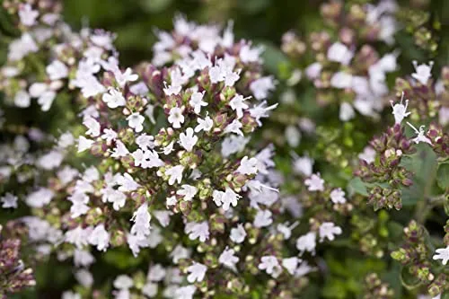 Origanum vulgare 'Compactum' 11x11 cm Topf – Winterhart, Mehrjährig, Pflegeleicht – Oregano – Küchenkraut für Topf & Kräuterbeet
