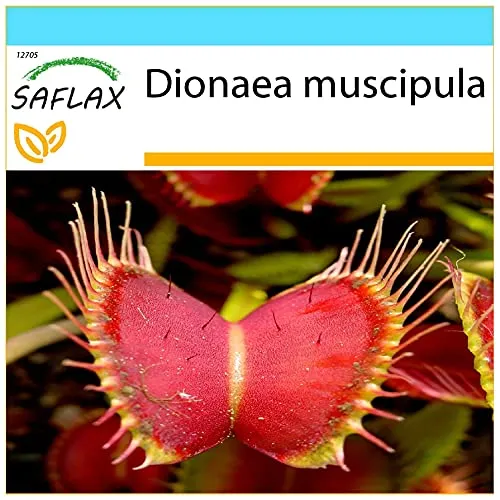 SAFLAX - Geschenk Set - Venus - Fliegenfalle - 10 Samen - Mit Geschenk- / Versandbox, Versandaufkleber, Geschenkkarte und Anzuchtsubstrat - Dionaea muscipula