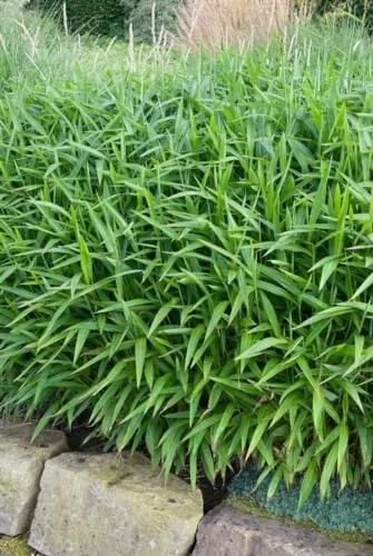 Pleioblastus pumilus 9x9 cm Topf – Winterhart, Immergrün, Pflegeleicht – Zwergbambus – Bodendecker für Beet & Kübel