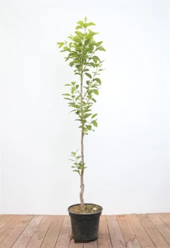 Diospyros kaki 'Vaniglia' - Süße Kakipflaume mit vanilleartigem Aroma - Obstsamen & -pflanzen, große, süße Früchte, ideal für Kübel und winterhart bis -10 °C, pflegeleicht und perfekt für Gärten oder Terrassen.