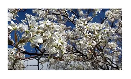Stk - 10x Amelanchier canadensis Kanadische Felsenbirne Obst - Samen ID236 - Seeds & Plants Shop by Ipsa