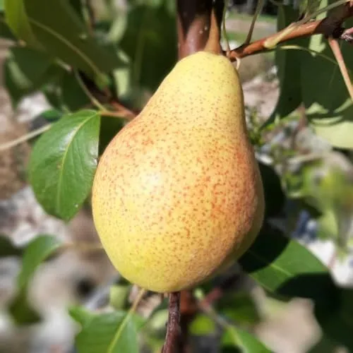 Clapps Liebling Sommerbirne Birne Birnenbaum Buschbaum Topfballen Quitte A