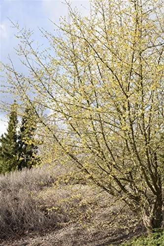 Cornus mas 60–100 cm – Winterhart, Mehrjährig, Pflegeleicht – Kornelkirsche – Heckenpflanze für Garten & Sichtsschutz