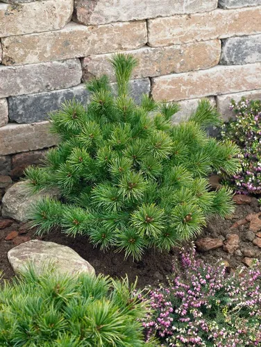 Pflanzen für Dich Konifere Pinus parviflora Kiomatsu, Japanische Schirmtanne - Ziergehölze, kompakt wachsende Kiefer mit bläulich-grünen Nadeln, ideal für kleine Gärten und pflegeleicht.