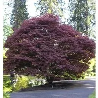 Roter Fächerahorn 125-150cm