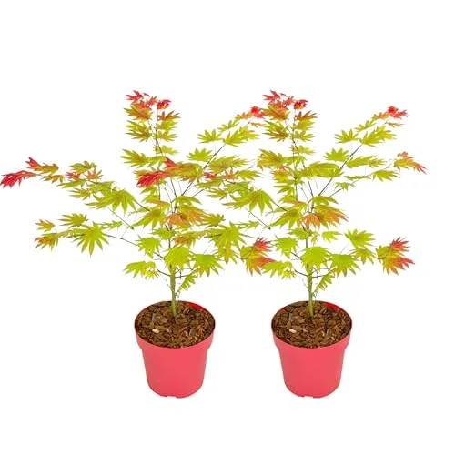 Plant in a Box - Japanischer Ahorn 'Moonrise' - 2 Stk - Höhe 40-50cm - Pflanzen: Wunderschöner japanischer Ahorn mit orangefarbenen Blättern im Frühjahr, ideal zur Verschönerung Ihres Gartens.