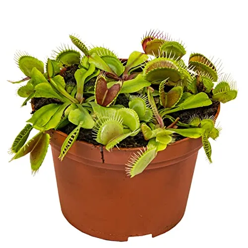 Bloomique - Dionaea Muscipula - Venusfliegenfalle - Fleischfressende Pflanzen - Höhe 10-15 cm - Topf 12 cm