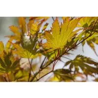 Acer Palmatum Japanischer Ahorn 200–250 cm – Eleganter Zierbaum - Der Japanische Ahorn verleiht jedem Garten asiatisches Flair. Mit seiner filigranen Krone und lebhaften Farben sorgt er für beeindruckende Akzente und ist ideal als Solitär oder Kübelpflanze.