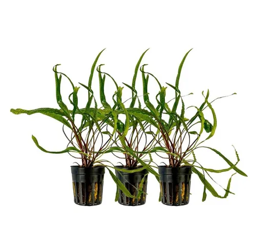 Pflanzen Braun von AquaOne