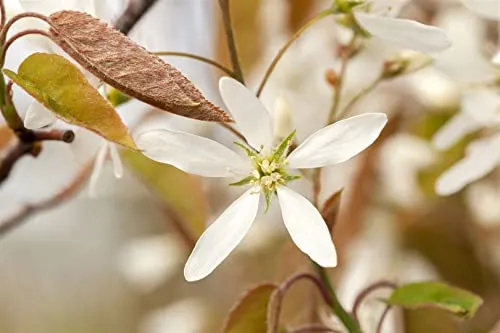 Amelanchier lamarckii 80-100 cm - Kupfer-Felsenbirne - Obstsamen & -pflanzen mit zarten weißen Blüten, bienenfreundlich und pflegeleicht. Ideal für Hecken und als Solitärpflanze, winterhart bis -25 °C.