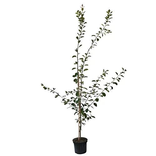 Hanita® Zwetsche Buschbaum, 120-140 cm im Topf - Obstsamen & -pflanzen, selbstfruchtbar und ideal für Hausgärten, mit ausgezeichneter Scharkafestigkeit und hervorragendem Geschmack.