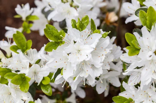 Rhododendron obtusum 'Kermesina Alba', weiß, 15–20 cm