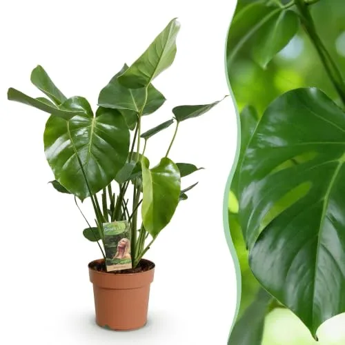 Green boutiQ