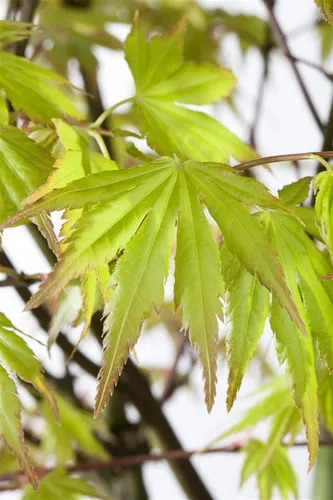 Acer Palmatum Orange Dream – Japanischer Ahorn in Orange 100–125 cm - Eleganter Japanischer Ahorn mit leuchtenden Blättern in Orange-Gelb und einer kompakten Wuchsform, ideal für Gärten, Terrassen und Balkone. Perfekt für stilvolle Akzente!