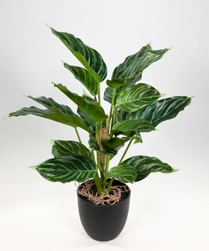Seidenblumen Roß Calathea 50cm im Topf ZF künstliche Pflanzen Kunstpflanzen Dekopflanzen (50cm - Calathea)