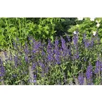 Salvia Nemorosa Viola Klose Steppen-Salbei Ca. 9x9 cm Topf
