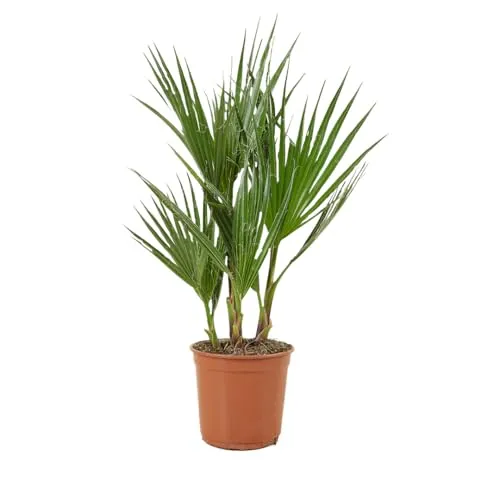 Bloomique - Washingtonia Robusta - Mexikanische Fächerpalme - Palme - Winterharte Balkonpflanzen - Gartenpflanzen Winterhart - Höhe 50-70 cm - Topf 14 cm