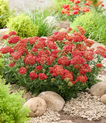 BALDUR Garten Achillea 'Short Red®',2 Pflanzen, duftende Blüten, kompakter Wuchs, ideal für Beet und Kübel, winterhart, mehrjährig und bienenfreundlich