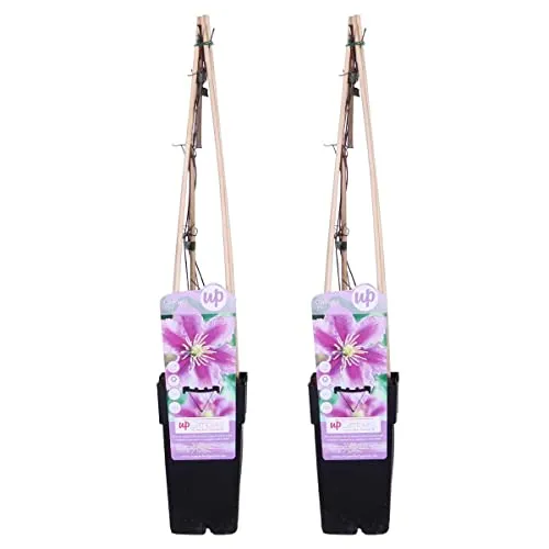 Bloomique - 2er-Set - Clematis Piilu - Großblütige Waldrebe - Rosa-Lila - Kletterpflanzen - Gartenpflanzen - Winterhart - 50-70 cm Hoch - Topf 15 cm