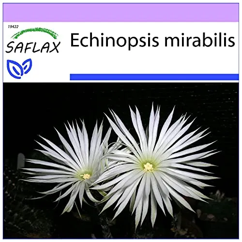 SAFLAX - Kakteen - Seeigelkaktus - 40 Samen - Echinopsis mirabilis