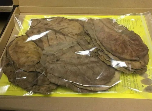 Seemandelbaumblätter  Catappa Leaves 10-15cm ★ Spitzenqualität ★ Blitzversand 20