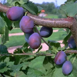 Hauszwetsche Buschbaum