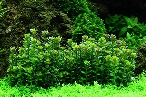 AquaOne Aquarium Pflanze In Vitro Rotala indica 'Bonsai' Wasserpflanze 1-2-Grow. Aquariumpflanze Becher Labor-Aquarienpflanzen Dekoration Aquascaping
