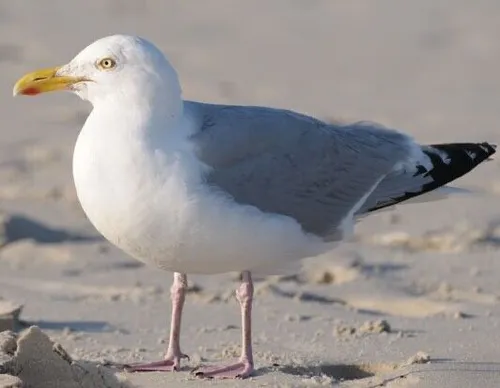 3D Magnet Silbermöwe für Kühlschrank Tafel Whiteboard Haftmagnet