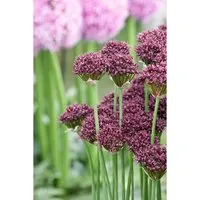 Allium Atropurpureum Dunkelpurpur-Lauch Ca. 9x9 cm Topf