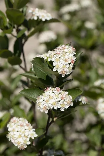 Aronia melanocarpa Hugin – Schwarze Apfelbeere - Schöne, buschige Gehölze für sonnige bis halbschattige Standorte. Ideal für Gartenliebhaber, die Wert auf robuste Pflanzen legen. Wuchsform: aufrecht, Höhe: 80-100 cm.