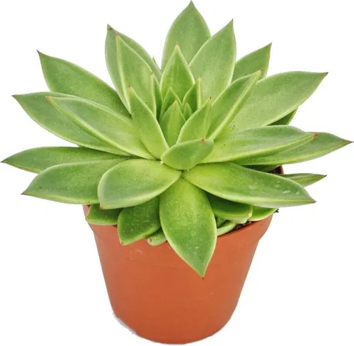 Echeveria agavoides - große Pflanze im 12cm Topf
