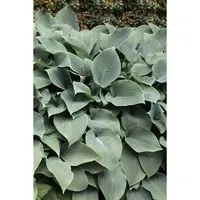 Hosta Sieboldiana Elegans - Blaublatt-Funkie im 3-5 Liter Container - Stauden mit großen herzförmigen Blättern in faszinierendem Blaugrün, ideal für schattige Gärten, pflegeleicht und bienenfreundlich.