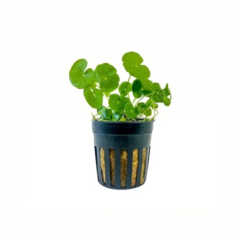 Aquaone Wasserpflanze Aquarium Pflanze Hydrocotyle leucocephala Nr.339L