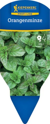 Pflanzen für Dich Gewürzkraut Orangenminze 12cm Topf 8er Set