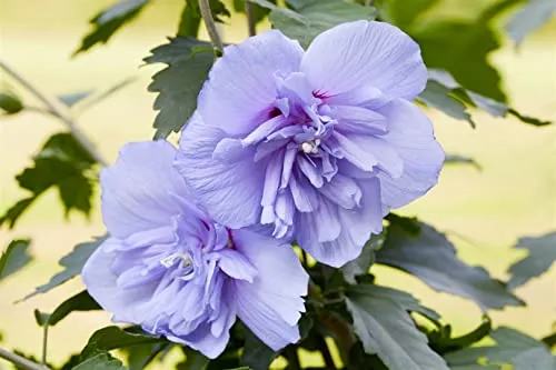 Hibiscus syriacus 'Blue Chiffon' - Gartenhibiskus mit blauen Blüten - Pflegeleichter, winterharter Gartenhibiskus mit zartblauen, gefüllten Blüten, ideal für sonnige Standorte und Hecken. Lockt Bienen und Schmetterlinge an und ist perfekt für Gartenanfänger.