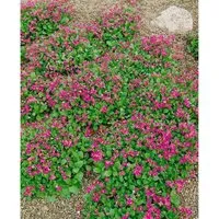 Arabis Caucasica Pinkie Gänsekresse Rosa Ca. 9x9 cm Topf