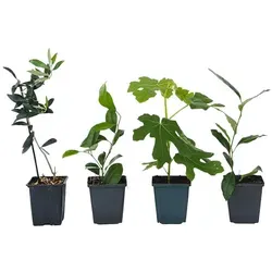 Plant in a Box - Mediterrane Obstbäume 4er Mischung - Obstsamen & -pflanzen: Erstelle deinen eigenen Mini-Obstgarten mit 4 winterharten, exotischen Obstbäumen in 9cm Töpfen, ideal für Nordeuropa!