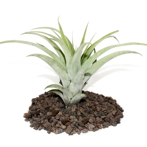 Exotenherz Zimmerpflanze Tillandsia capitata - lose Pflanze - gross