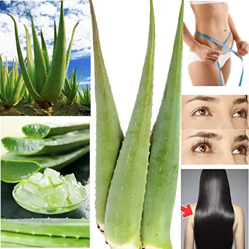 Frische große BIO Aloe Vera Blätter - XXL Barbadensis Miller - Körperöle mit EU-Zertifizierung, ideal für Haut, Haare und Nägel. Die 80 cm langen Blätter bieten natürliche Pflege und Anti-Aging Vorteile.