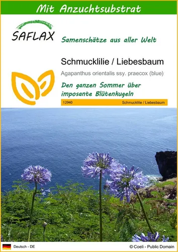 SAFLAX Blumensamen SAFLAX - Samen und Substrat - Schmucklilie / Liebesbaum
