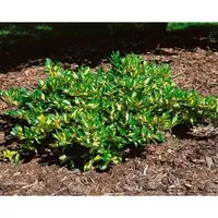 Euonymus Fortunei Sunspot Kriechspindel Ca. 9x9 cm Topf