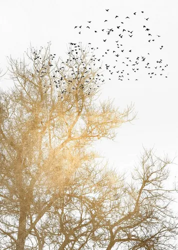 Premium Vlies Fototapete - Vögel Baum Natur in Gold und Weiß - Moderne Fototapete aus hochwertigem Vlies, ideal für jedes Zimmer. Mit einem eleganten Vogel-Design in Gold und Weiß setzt sie stilvolle Akzente in Ihrem Zuhause.