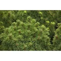 Picea Glauca Alberta Globe Zwergfichte 15–20 cm – Kompakte Kugelfichte - Die Picea glauca ‘Alberta Globe’ ist eine kompakte Zwergfichte mit kugelrunder Form, die ganzjährig Struktur in den Garten bringt. Ideal für Beet, Steingarten oder Kübel, pflegeleicht und dekorativ.