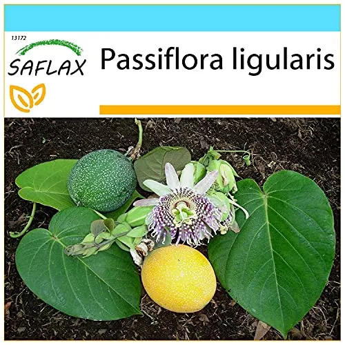 SAFLAX - Geschenk Set - Süße Granadilla - 20 Samen - Mit Geschenk- / Versandbox, Versandaufkleber, Geschenkkarte und Anzuchtsubstrat - Passiflora ligularis