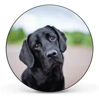 Banjado Magnettafel Rund 47cm - Elegante Magnetwand Schwarz aus Metall - Die banjado Magnetpinnwand ist ideal für die stilvolle Präsentation von Notizen und Fotos. Mit 47cm Durchmesser und einfachem Montageset ist sie ein praktisches und dekoratives Highlight für jeden Raum.