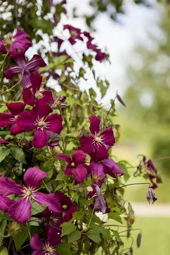 Produktbild Kletterpflanze Clematis viticella Madame Julia Correvon, 1 St.
