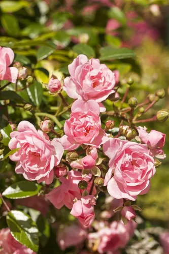 Pflanzen für Dich Rose Rosa 'The Fairy' - Zauberhafte Blütenpracht - Wunderschöne Rose 'The Fairy' mit üppigen, zarten Blüten. Ideal für Garten und Balkon, bringt Farbe und Freude in Ihr Zuhause.